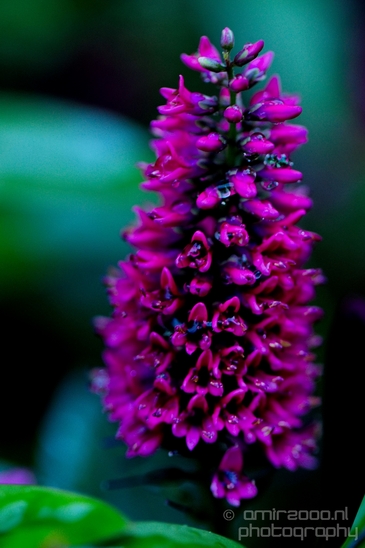 Macro_looking_at_flowers_nature_Hortus_Botanicus_Amsterdam_Netherlands_Photography_002_Canon_EOS_5D_Mark_IV.JPG