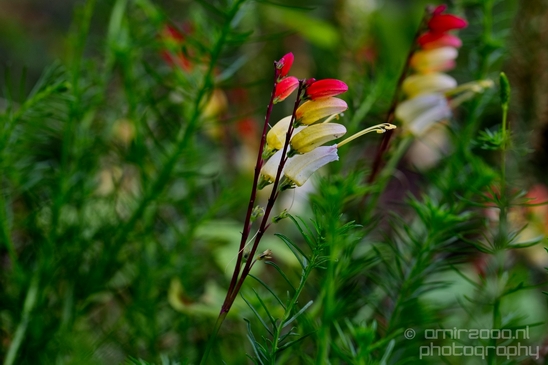 Macro_looking_at_flowers_nature_Hortus_Botanicus_Amsterdam_Netherlands_Photography_005_Canon_EOS_5D_Mark_IV.JPG