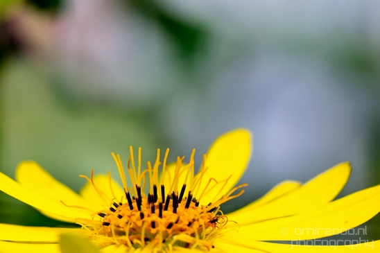 Macro_looking_at_flowers_nature_Hortus_Botanicus_Amsterdam_Netherlands_Photography_006_Canon_EOS_5D_Mark_IV.JPG
