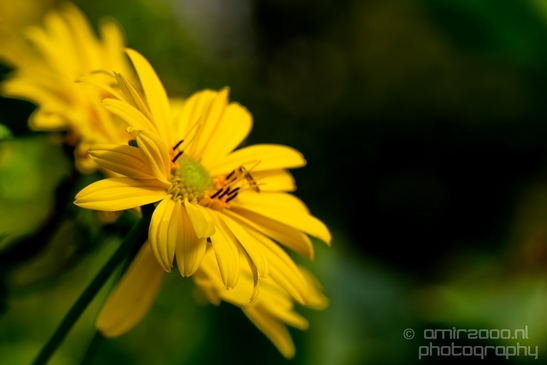 Macro_looking_at_flowers_nature_Hortus_Botanicus_Amsterdam_Netherlands_Photography_007_Canon_EOS_5D_Mark_IV.JPG