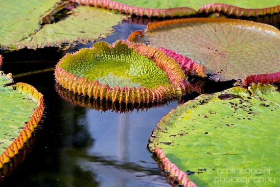Macro_looking_at_flowers_nature_Hortus_Botanicus_Amsterdam_Netherlands_Photography_008_Canon_EOS_5D_Mark_IV.JPG