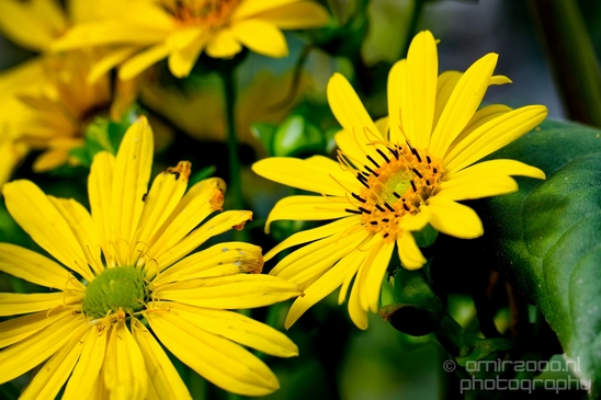 Macro_looking_at_flowers_nature_Hortus_Botanicus_Amsterdam_Netherlands_Photography_009_Canon_EOS_5D_Mark_IV.JPG