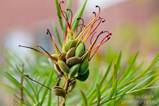 Macro_looking_at_flowers_nature_Hortus_Botanicus_Amsterdam_Netherlands_Photography_011_Canon_EOS_5D_Mark_IV.JPG