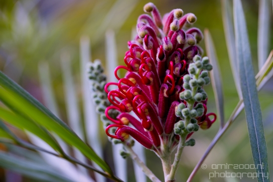 Macro_looking_at_flowers_nature_Hortus_Botanicus_Amsterdam_Netherlands_Photography_012_Canon_EOS_5D_Mark_IV.JPG