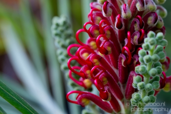Macro_looking_at_flowers_nature_Hortus_Botanicus_Amsterdam_Netherlands_Photography_013_Canon_EOS_5D_Mark_IV.JPG
