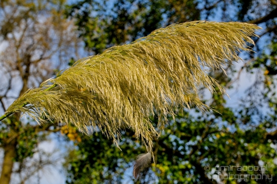 Macro_looking_at_flowers_nature_Hortus_Botanicus_Amsterdam_Netherlands_Photography_014_Canon_EOS_5D_Mark_IV.JPG