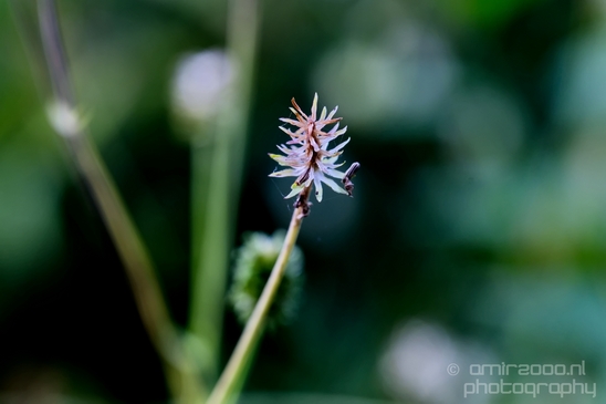 Macro_looking_at_flowers_nature_Hortus_Botanicus_Amsterdam_Netherlands_Photography_015_Canon_EOS_5D_Mark_IV.JPG