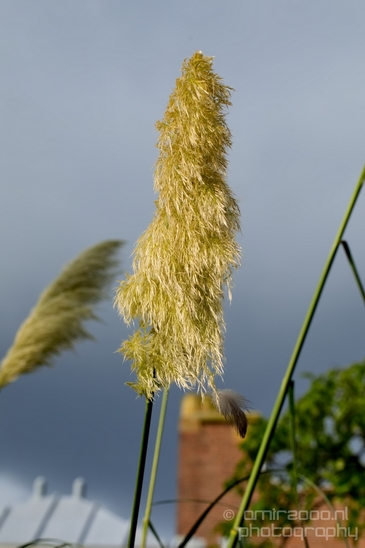 Macro_looking_at_flowers_nature_Hortus_Botanicus_Amsterdam_Netherlands_Photography_016_Canon_EOS_5D_Mark_IV.JPG