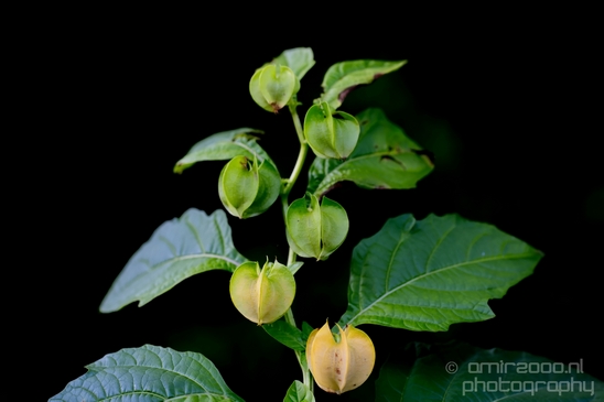 Macro_looking_at_flowers_nature_Hortus_Botanicus_Amsterdam_Netherlands_Photography_018_Canon_EOS_5D_Mark_IV.JPG