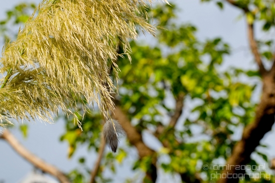 Macro_looking_at_flowers_nature_Hortus_Botanicus_Amsterdam_Netherlands_Photography_019_Canon_EOS_5D_Mark_IV.JPG