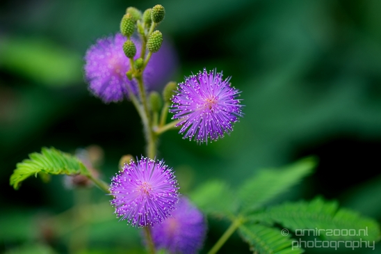 Macro_looking_at_flowers_nature_Hortus_Botanicus_Amsterdam_Netherlands_Photography_021_Canon_EOS_5D_Mark_IV.JPG