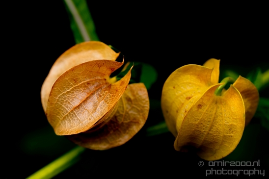 Macro_looking_at_flowers_nature_Hortus_Botanicus_Amsterdam_Netherlands_Photography_022_Canon_EOS_5D_Mark_IV.JPG
