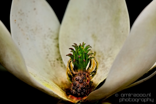 Macro_looking_at_flowers_nature_Hortus_Botanicus_Amsterdam_Netherlands_Photography_023_Canon_EOS_5D_Mark_IV.JPG
