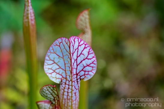 Macro_looking_at_flowers_nature_Hortus_Botanicus_Amsterdam_Netherlands_Photography_024_Canon_EOS_5D_Mark_IV.JPG