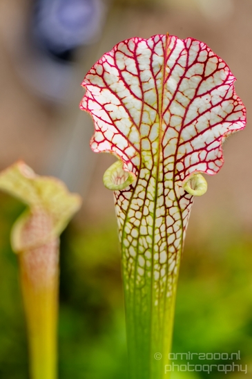 Macro_looking_at_flowers_nature_Hortus_Botanicus_Amsterdam_Netherlands_Photography_025_Canon_EOS_5D_Mark_IV.JPG
