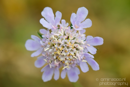 Macro_looking_at_flowers_nature_Hortus_Botanicus_Amsterdam_Netherlands_Photography_027_Canon_EOS_5D_Mark_IV.JPG