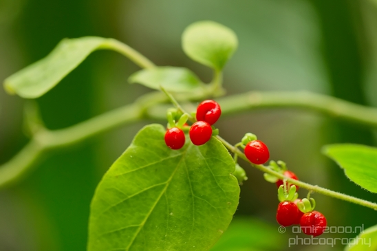 Macro_looking_at_flowers_nature_Hortus_Botanicus_Amsterdam_Netherlands_Photography_028_Canon_EOS_5D_Mark_IV.JPG