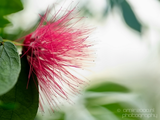 Macro_looking_at_flowers_nature_Hortus_Botanicus_Amsterdam_Netherlands_Photography_031_Canon_EOS_5D_Mark_IV.JPG