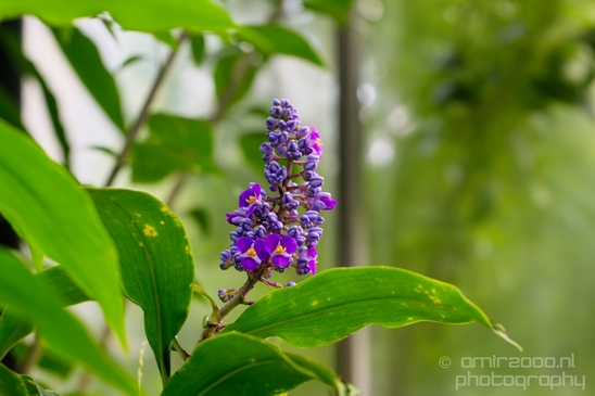 Macro_looking_at_flowers_nature_Hortus_Botanicus_Amsterdam_Netherlands_Photography_032_Canon_EOS_5D_Mark_IV.JPG