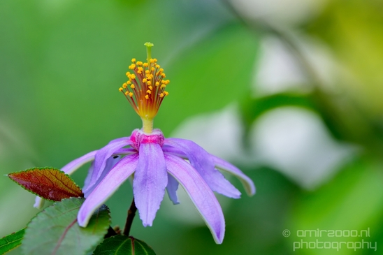 Macro_looking_at_flowers_nature_Hortus_Botanicus_Amsterdam_Netherlands_Photography_033_Canon_EOS_5D_Mark_IV.JPG