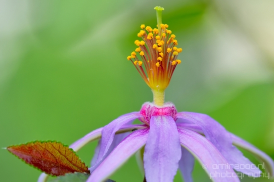 Macro_looking_at_flowers_nature_Hortus_Botanicus_Amsterdam_Netherlands_Photography_034_Canon_EOS_5D_Mark_IV.JPG