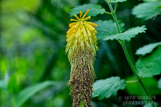 Macro_looking_at_flowers_nature_Hortus_Botanicus_Amsterdam_Netherlands_Photography_035_Canon_EOS_5D_Mark_IV.JPG