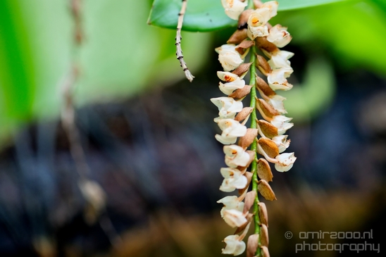 Macro_looking_at_flowers_nature_Hortus_Botanicus_Amsterdam_Netherlands_Photography_036_Canon_EOS_5D_Mark_IV.JPG