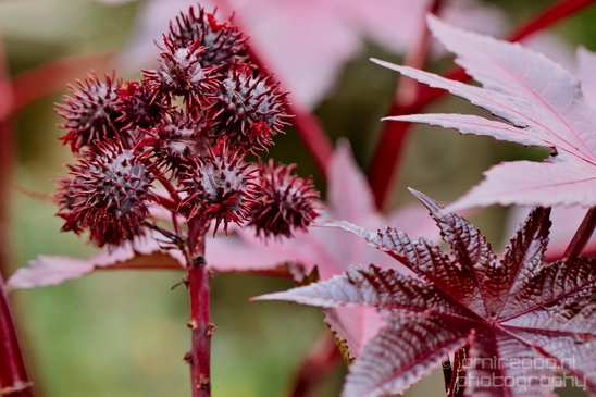 Macro_looking_at_flowers_nature_Hortus_Botanicus_Amsterdam_Netherlands_Photography_040_Canon_EOS_5D_Mark_IV.JPG