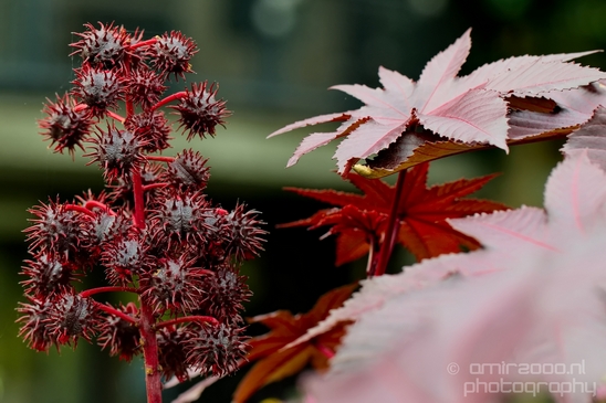Macro_looking_at_flowers_nature_Hortus_Botanicus_Amsterdam_Netherlands_Photography_042_Canon_EOS_5D_Mark_IV.JPG