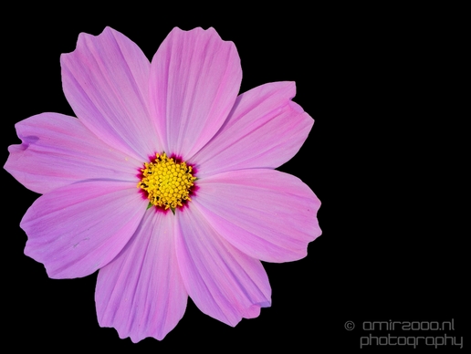 Macro_looking_at_flowers_nature_Hortus_Botanicus_Amsterdam_Netherlands_Photography_045_Canon_EOS_5D_Mark_IV.JPG