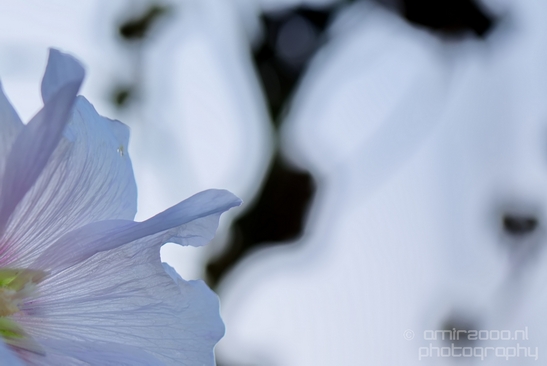 Macro_looking_at_flowers_nature_Hortus_Botanicus_Amsterdam_Netherlands_Photography_046_Canon_EOS_5D_Mark_IV.JPG