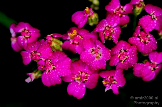 Macro_looking_at_flowers_nature_Photography_003_Canon_EOS_5D_Mark_IV.JPG
