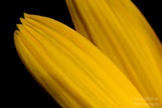 Macro_looking_at_flowers_nature_Photography_004_Canon_EOS_5D_Mark_IV.JPG