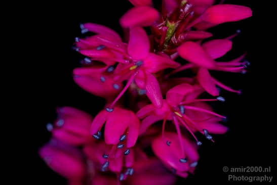 Macro_looking_at_flowers_nature_Photography_012_Canon_EOS_5D_Mark_IV.JPG