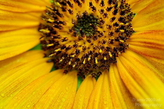 Macro_looking_at_flowers_nature_Photography_016_Canon_EOS_5D_Mark_IV.JPG