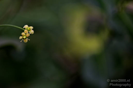 Macro_looking_at_flowers_nature_Photography_027_Canon_EOS_5D_Mark_IV.JPG