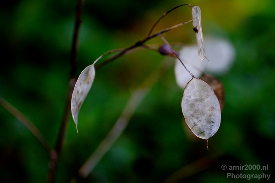 Macro_looking_at_flowers_nature_Photography_032_Canon_EOS_5D_Mark_IV.JPG