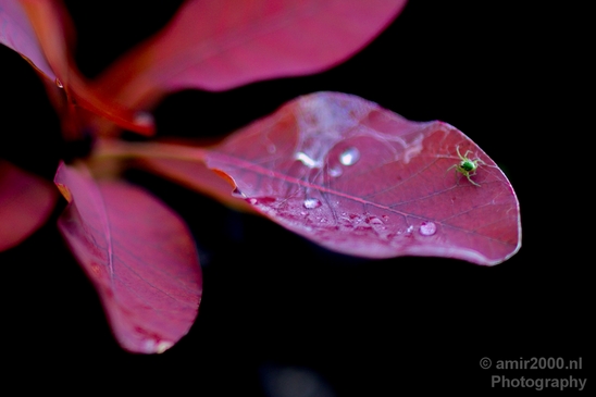 Macro_looking_at_flowers_nature_Photography_034_Canon_EOS_5D_Mark_IV.JPG