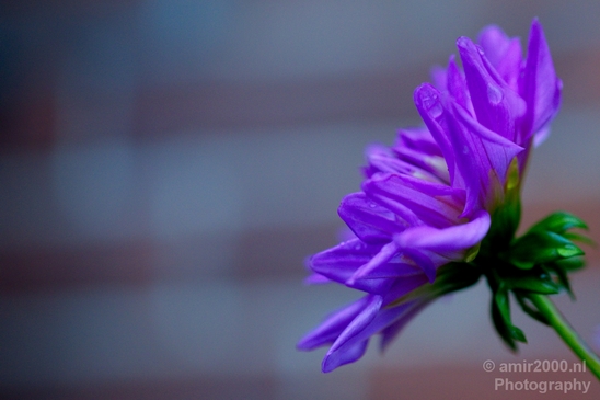 Macro_looking_at_flowers_nature_Photography_039_Canon_EOS_5D_Mark_IV.JPG