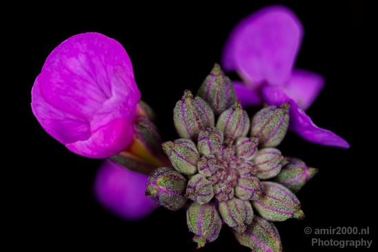 Macro_looking_at_flowers_nature_Photography_053_Canon_EOS_5D_Mark_IV.JPG