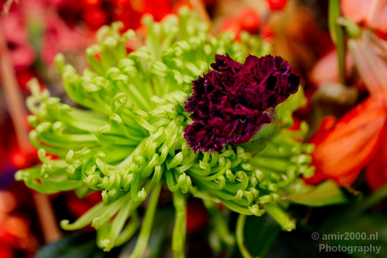 Macro_looking_at_flowers_nature_Photography_057_Canon_EOS_5D_Mark_IV.JPG