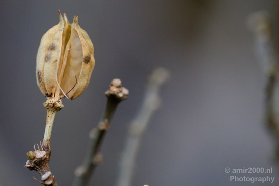Macro_looking_at_flowers_nature_Photography_060_Canon_EOS_5D_Mark_IV.JPG