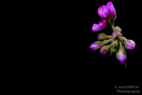 Macro_looking_at_flowers_nature_Photography_072_Canon_EOS_5D_Mark_IV.JPG