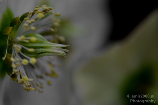Macro_looking_at_flowers_nature_Photography_079_Canon_EOS_5D_Mark_IV.JPG