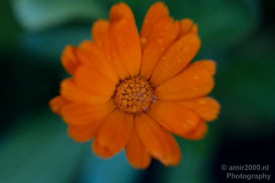 Macro_looking_at_flowers_nature_Photography_084_Canon_EOS_5D_Mark_IV.JPG