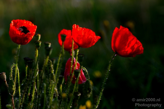Macro_looking_at_flowers_nature_Photography_094_Canon_EOS_5D_Mark_IV.JPG