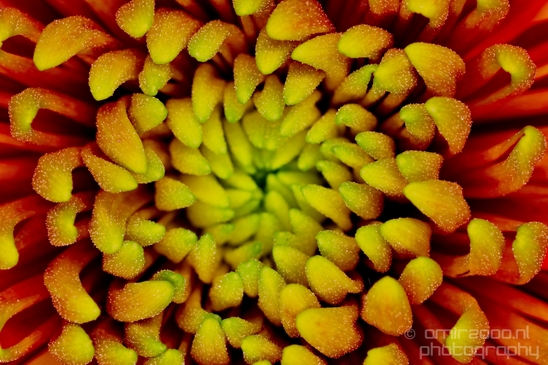 Macro_looking_at_flowers_nature_Photography_121_Canon_EOS_5D_Mark_IV.JPG