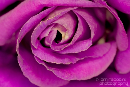 Macro_looking_at_flowers_nature_Photography_126_Canon_EOS_5D_Mark_IV.JPG