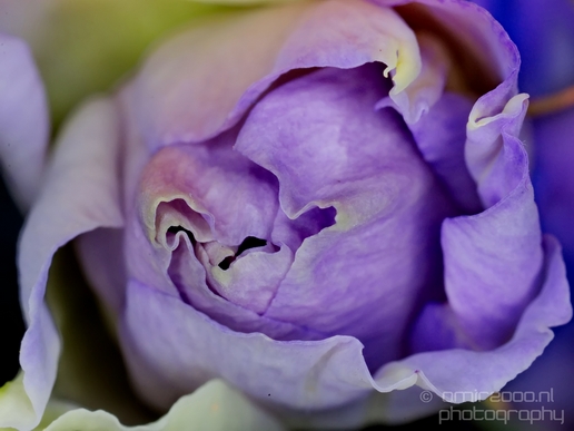 Macro_looking_at_flowers_nature_Photography_127_Canon_EOS_5D_Mark_IV.JPG