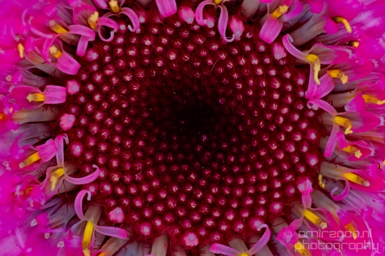 Macro_looking_at_flowers_nature_Photography_132_Canon_EOS_5D_Mark_IV.JPG